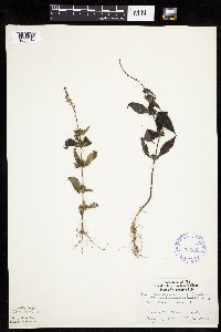 Ambrosia trifida image