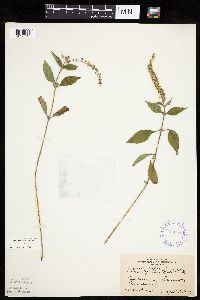 Ambrosia trifida image