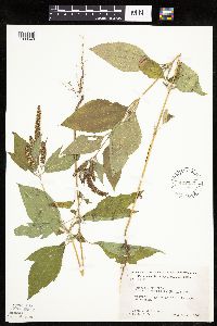 Ambrosia trifida image