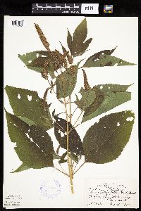 Ambrosia trifida image