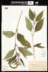 Ambrosia trifida image