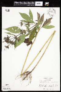 Ambrosia trifida image