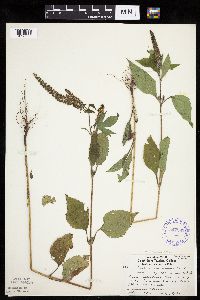 Ambrosia trifida image