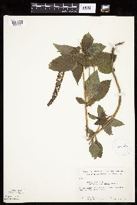 Ambrosia trifida image