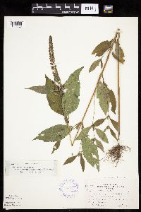 Ambrosia trifida image