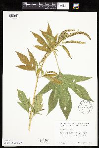 Ambrosia trifida image