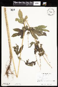 Ambrosia trifida image