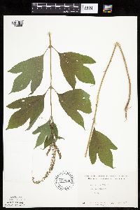 Ambrosia trifida image