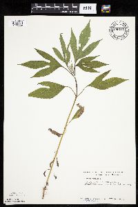Ambrosia trifida image