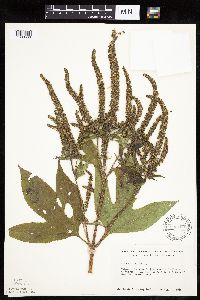 Ambrosia trifida image