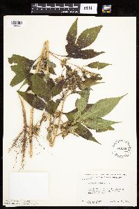 Ambrosia trifida image