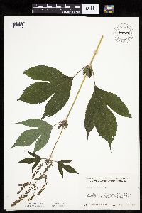 Ambrosia trifida image