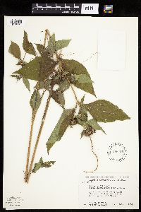 Ambrosia trifida image