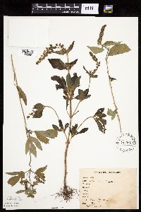 Ambrosia trifida image