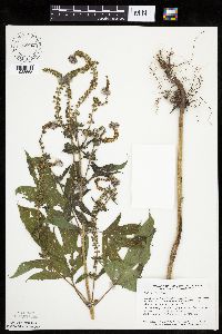 Ambrosia trifida image