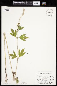 Ambrosia trifida image