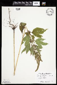 Ambrosia trifida image