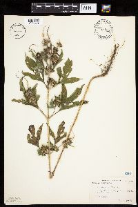 Ambrosia trifida image