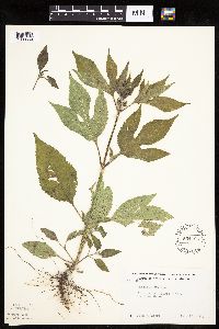 Ambrosia trifida image