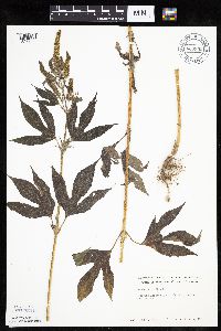 Ambrosia trifida image