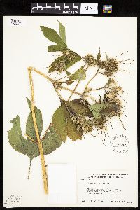 Ambrosia trifida image