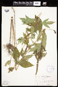 Ambrosia trifida image