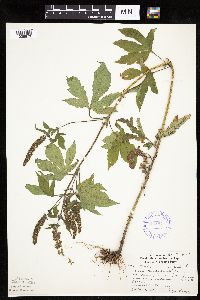 Ambrosia trifida image