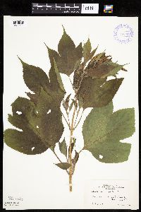 Ambrosia trifida image