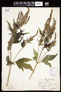 Ambrosia trifida image