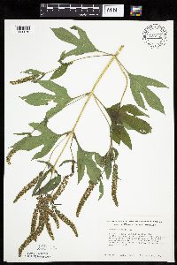 Ambrosia trifida image