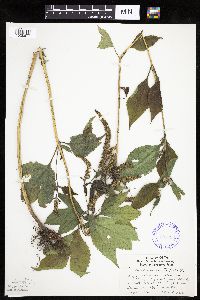 Ambrosia trifida image