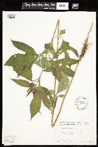 Ambrosia trifida image