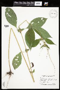 Ambrosia trifida image