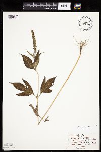 Ambrosia trifida image