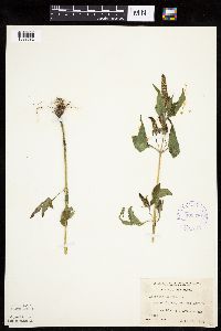 Ambrosia trifida image