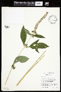 Ambrosia trifida image