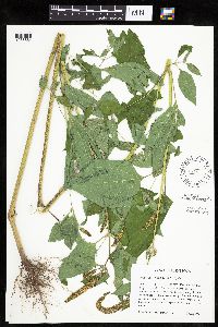 Ambrosia trifida image