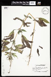 Ambrosia trifida image