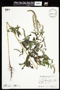 Ambrosia trifida image