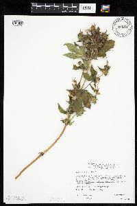 Ambrosia trifida image