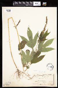 Ambrosia trifida image