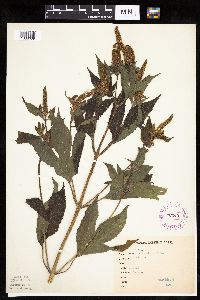 Ambrosia trifida image