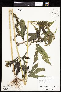 Ambrosia trifida image