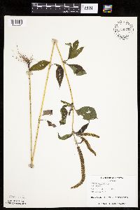 Ambrosia trifida image