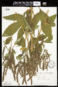 Ambrosia trifida image