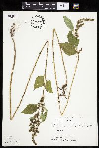 Ambrosia trifida image