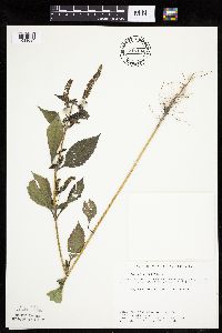 Ambrosia trifida image