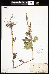 Ambrosia trifida image