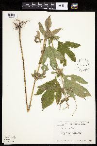 Ambrosia trifida image