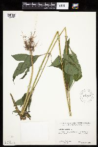 Ambrosia trifida image